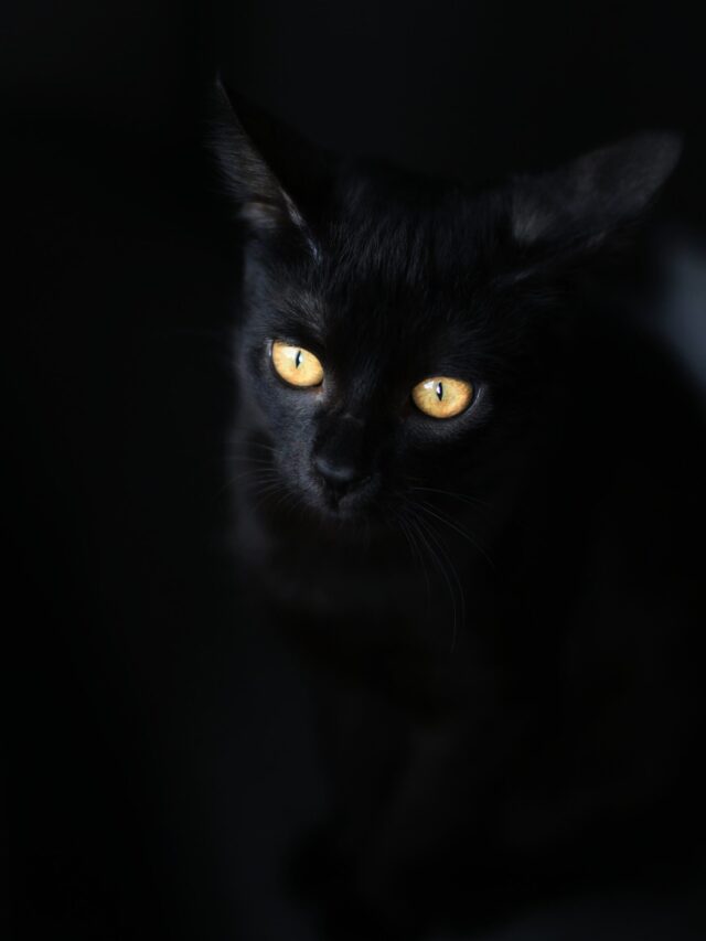 Little Known Facts about Black Cats